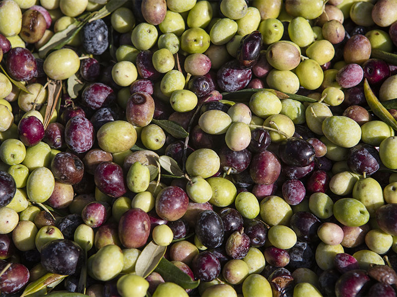 Ayvalık Zeytini → Biberiye & Karabiber