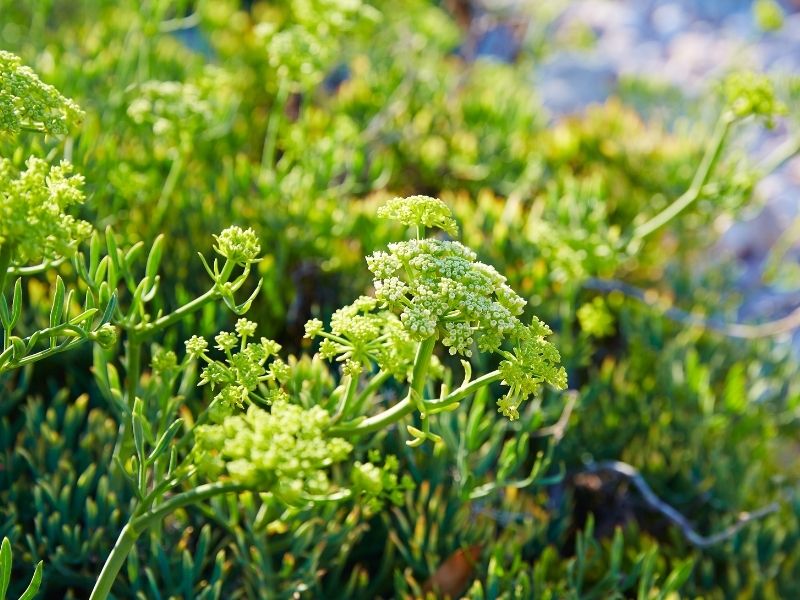 Bitkilerin Ayıklanması Ve Temizliği