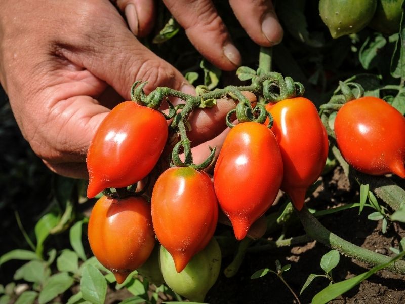 İtalya – Vezüv Ulusal Parkı | 4.1