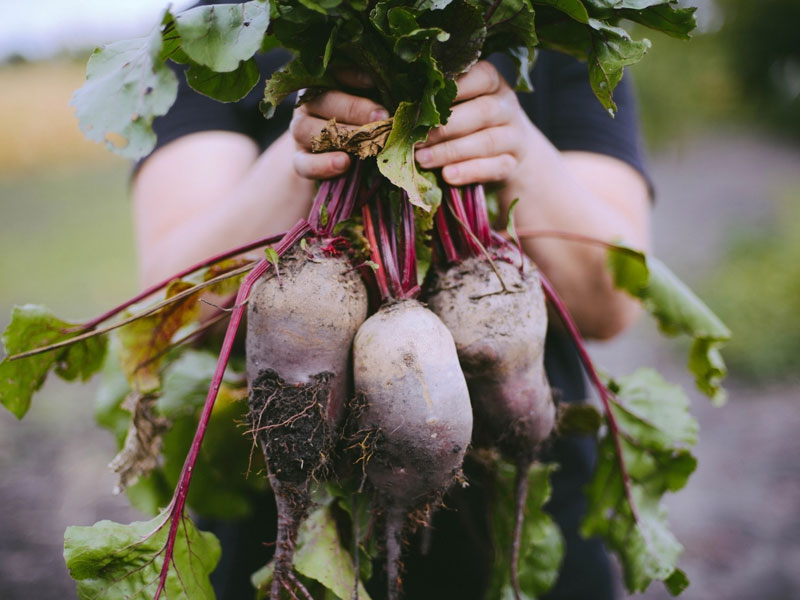 pancar yeşillikleri