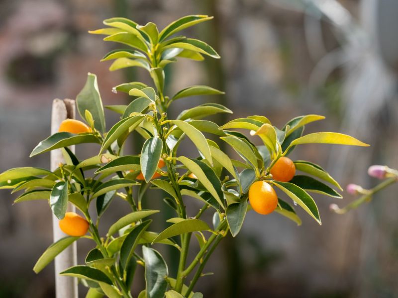 saksıda mandalina