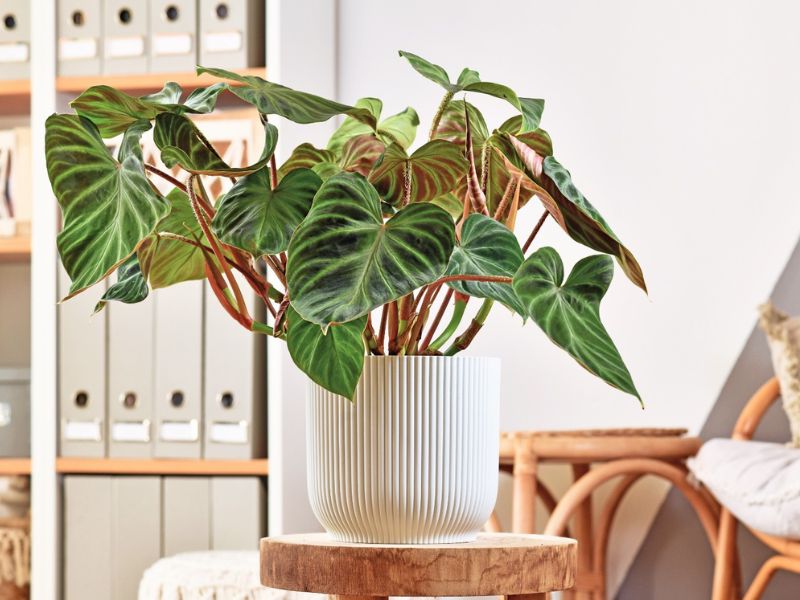 Philodendron