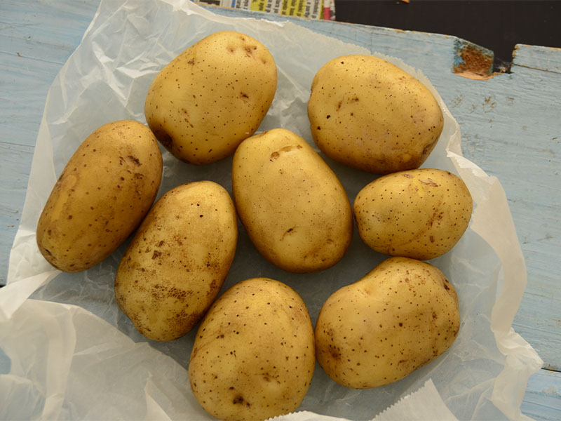 patates