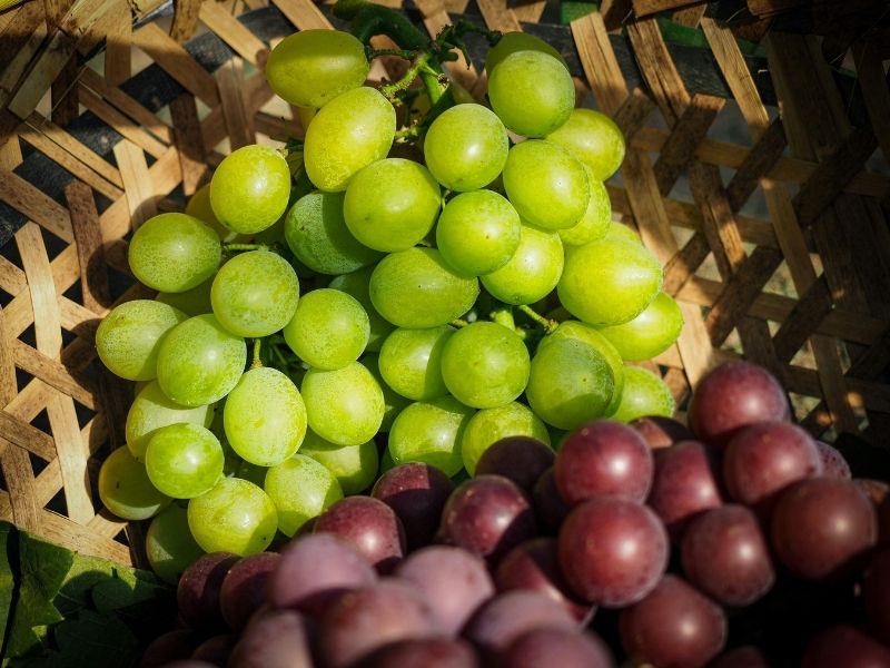 Salkımı Kaldırdığınızda Dökülen Tanelere Dikkat Edin
