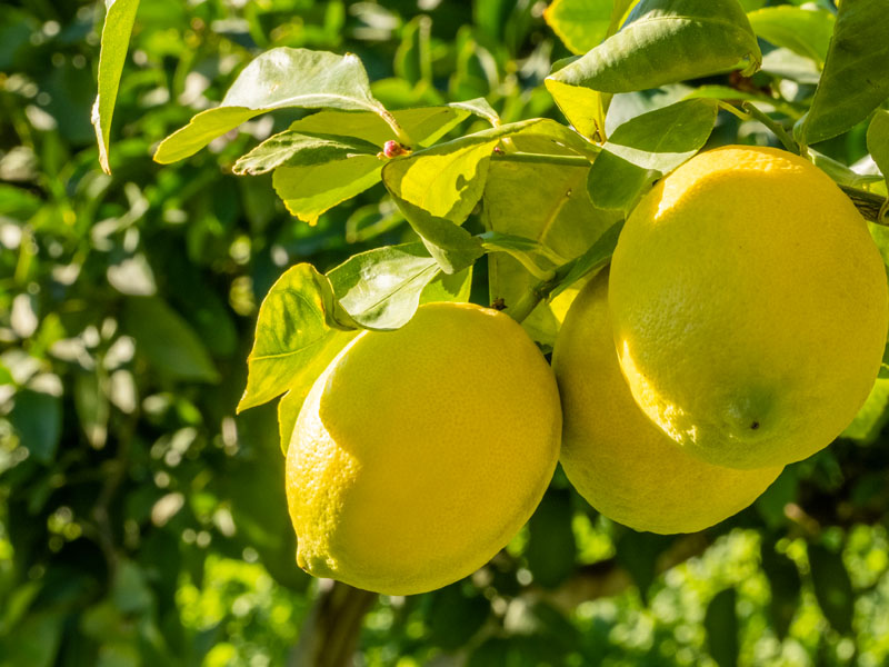Bu Yöntemin Sağladığı Avantajlar