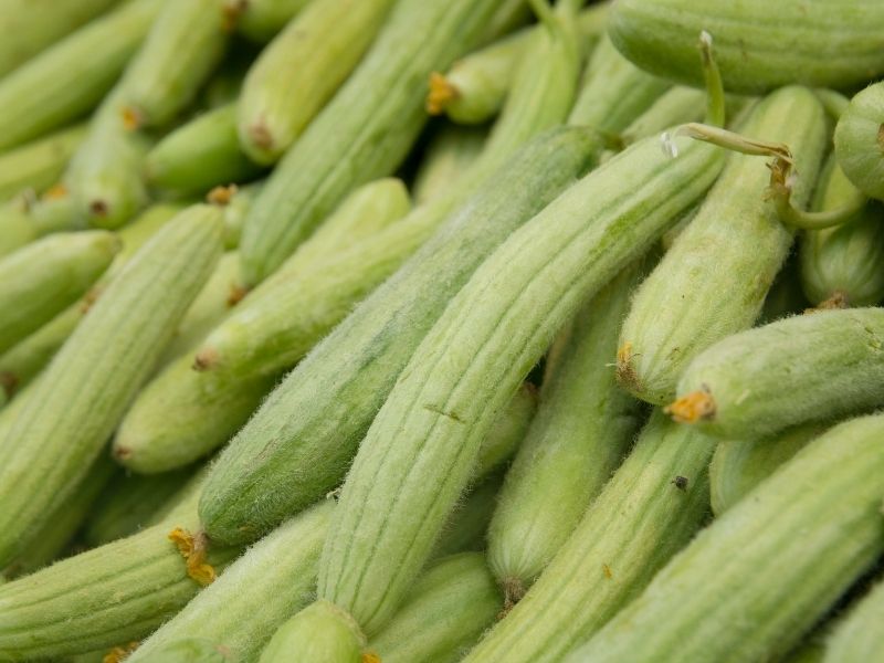 Taze Acur Seçimi Ve Hazırlık Aşaması