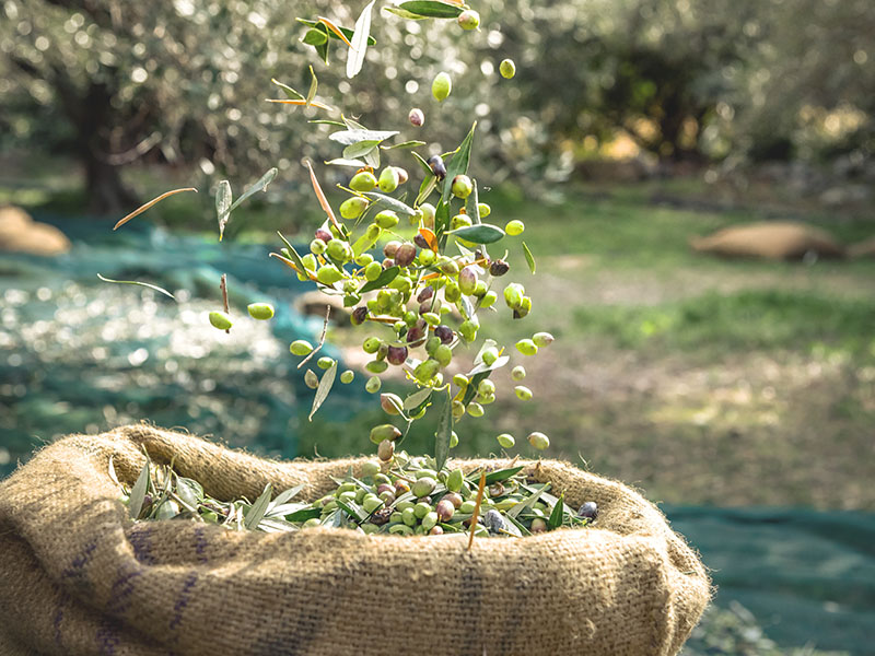 İklim ve Yetiştirme Koşulları