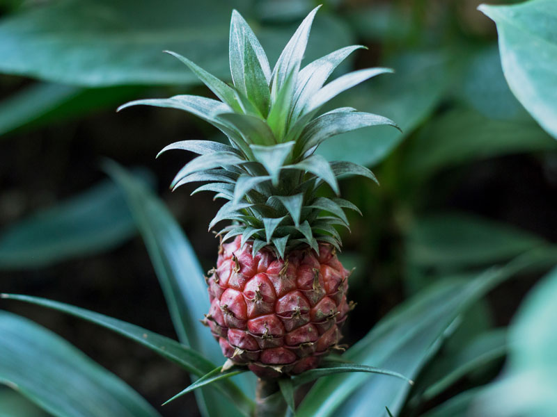 ananas