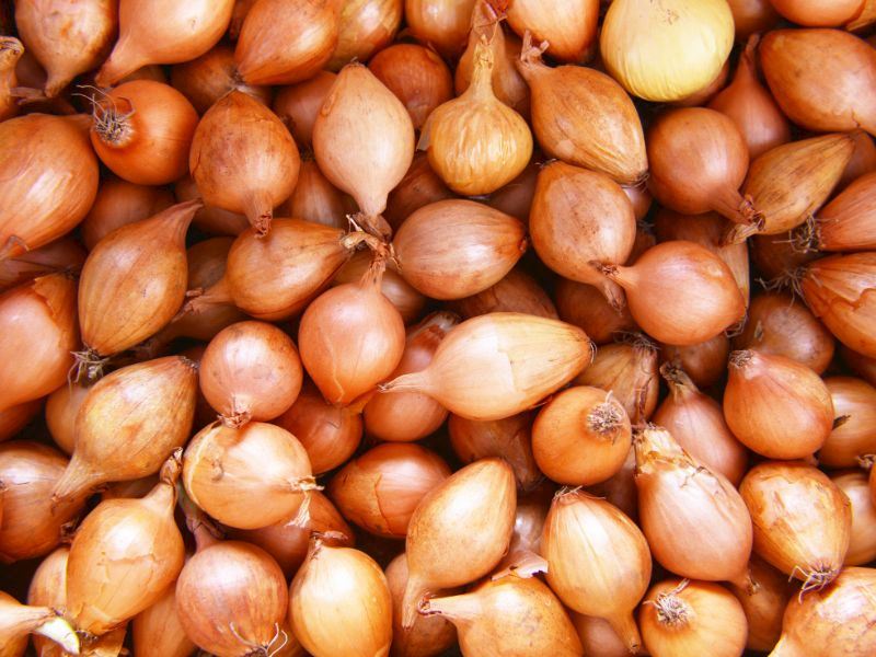 Soğan Seçimi