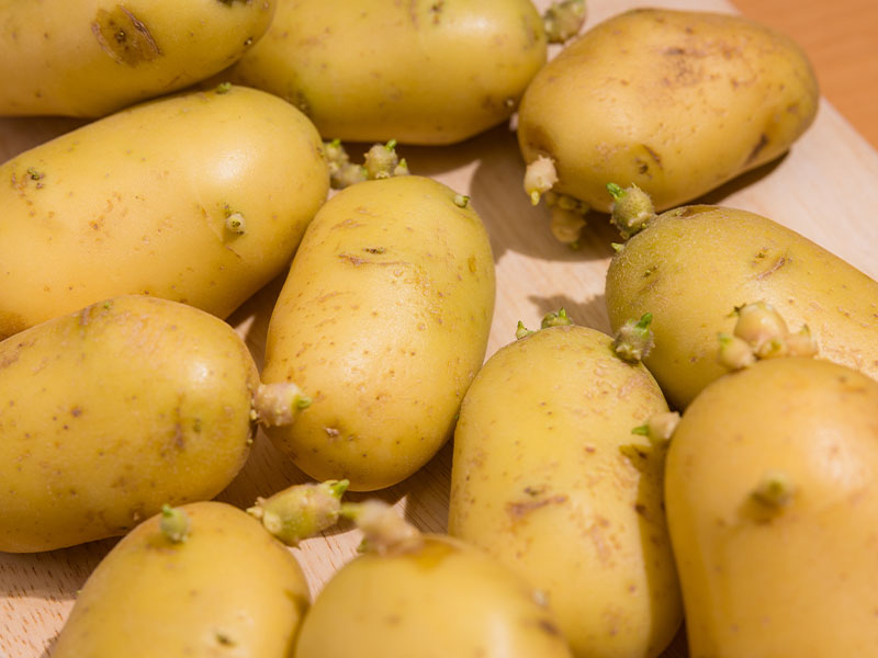 filizlenen patates