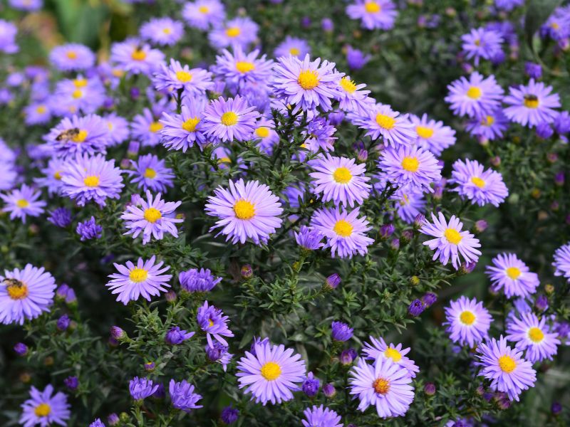 aster