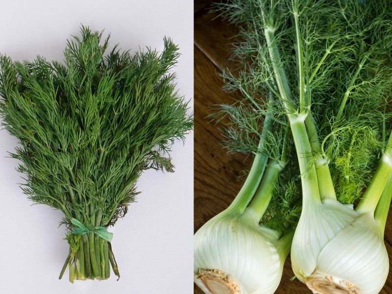 Anason Mu,Yoksa Ferahlık Mı?