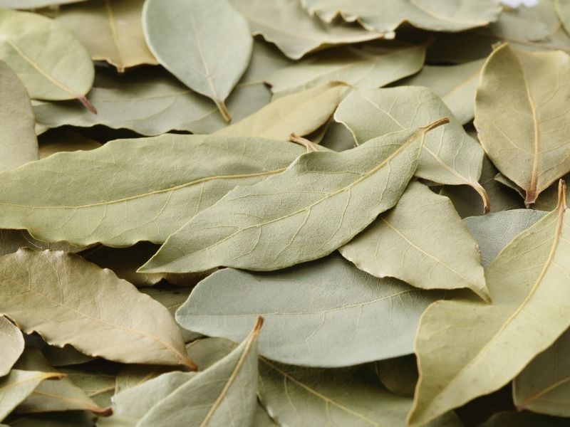 Güvelenmeye Karşı Defne Yaprağı Mucizesi