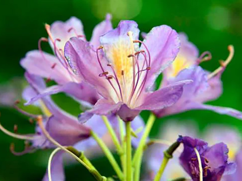 “Orduluları Deviren” Yiyecek