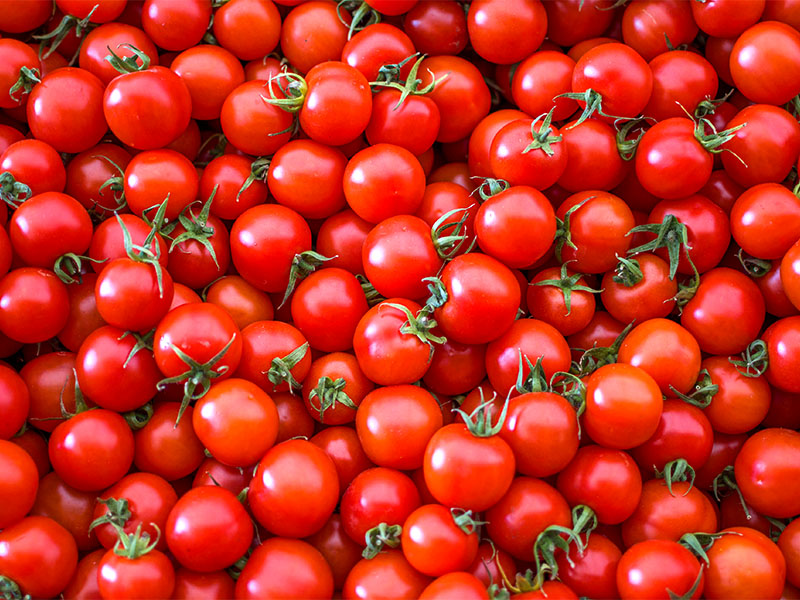 Hasarlı Domatesleri Ayıklamak