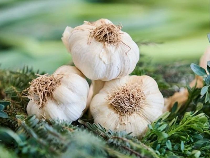 Araban Sarımsağı (Türkiye) – 3.9