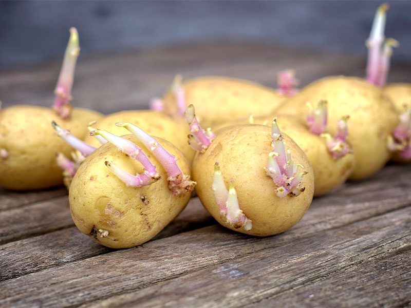 çimlenmiş patates