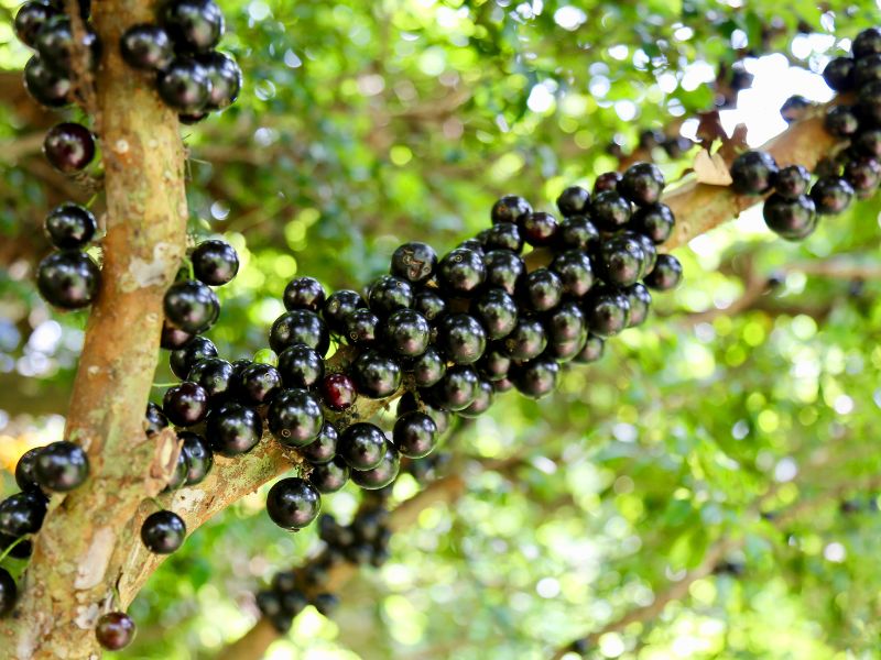 jabuticaba