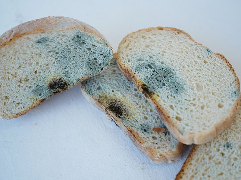 küflenmiş ekmek