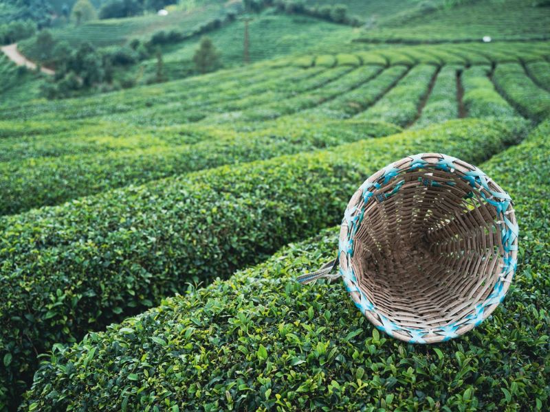 çay