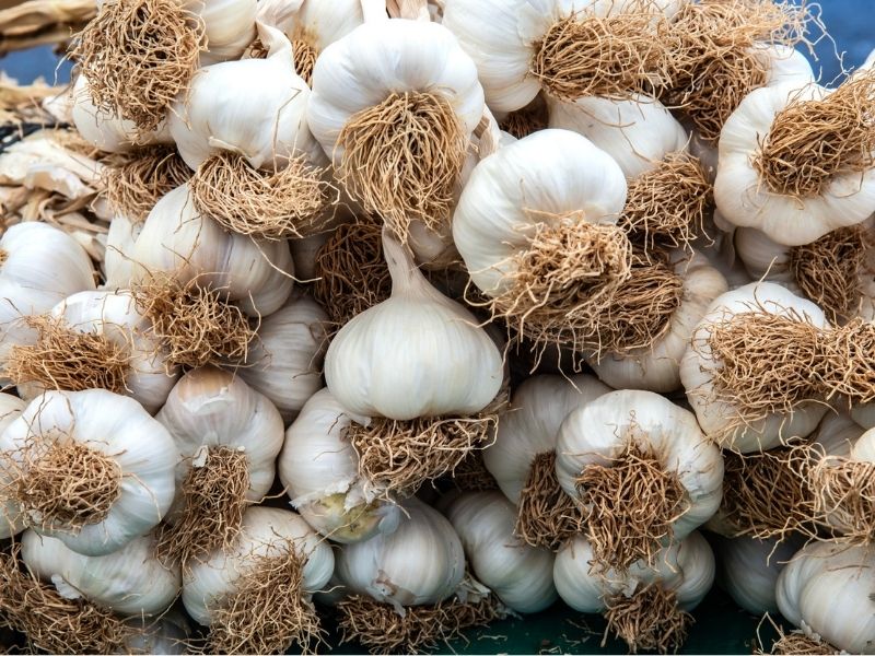 Taşköprü Sarımsağı (Türkiye) – 4.0