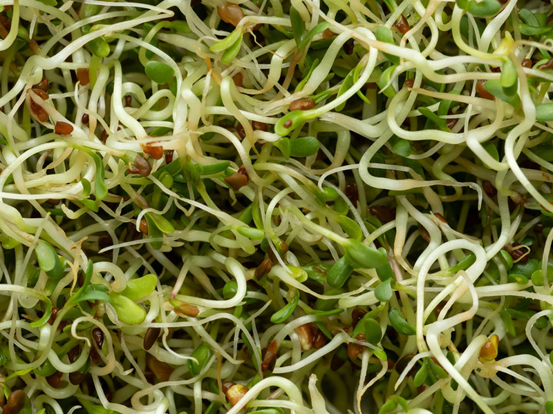 Yonca Filizi (Alfalfa)