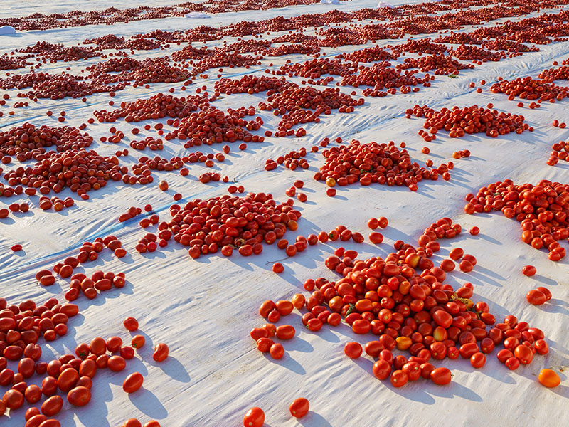 Az Tohumlu Domatesler