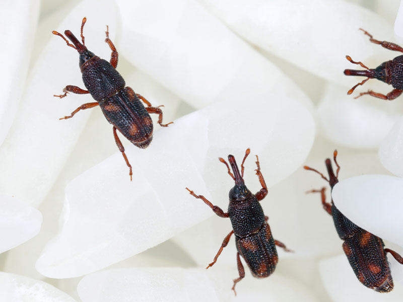 DEFNE YAPRAĞI ÖNERİSİ