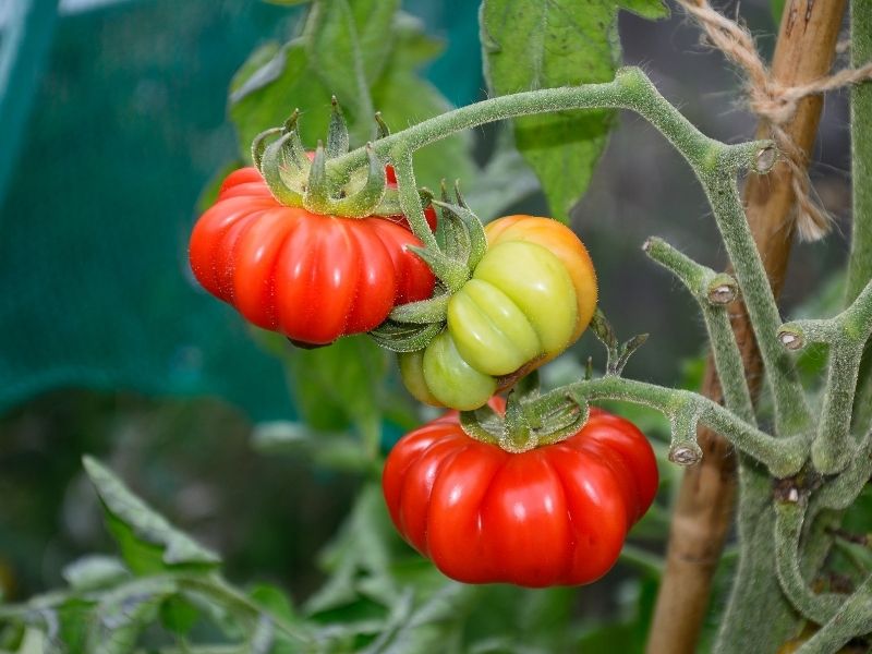 İtalya – Floransa | 4.1