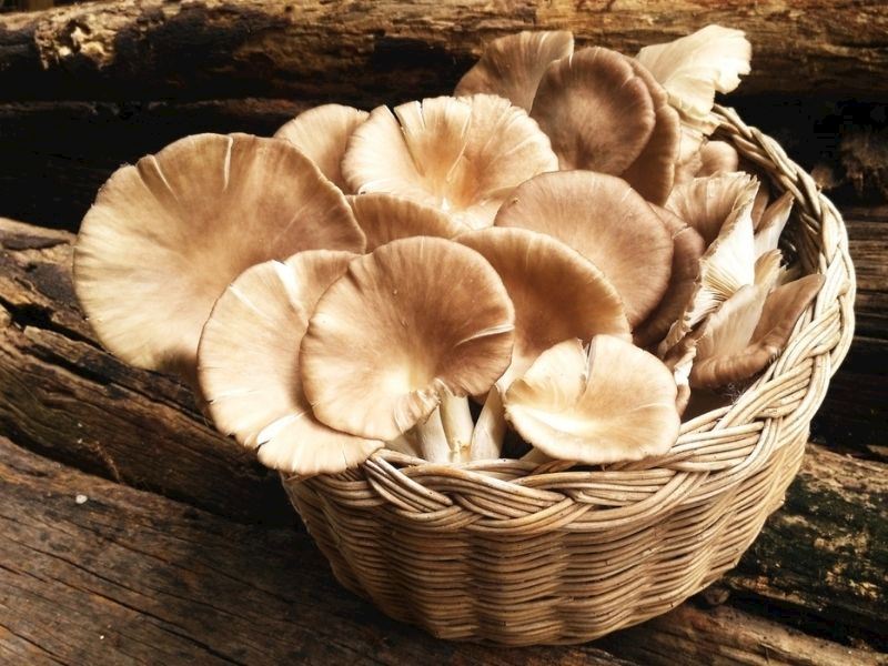 Süngerimsi Doku Suyu Hızlıca İçine Çeker 