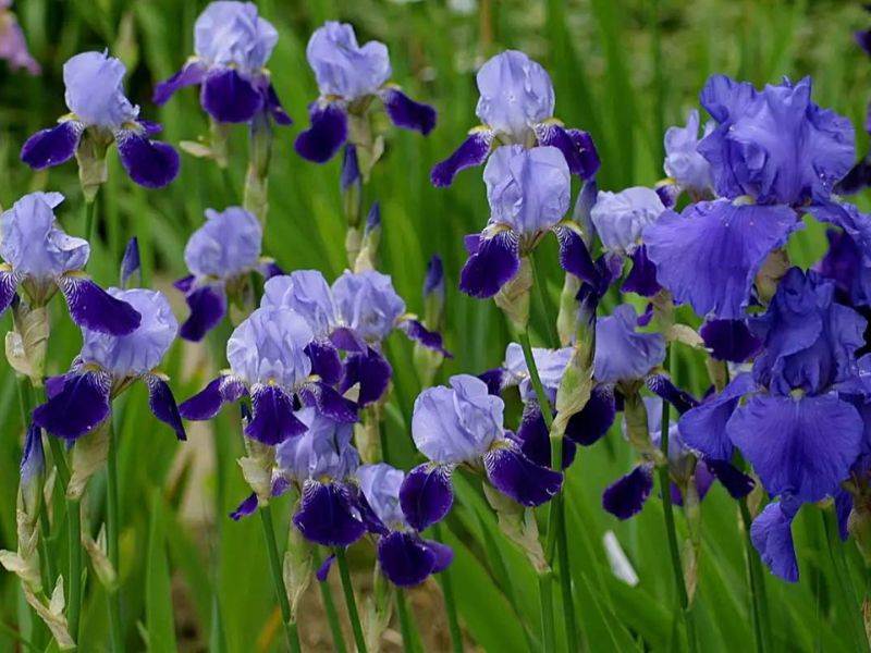 iris çiçeği