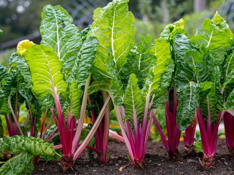 Pazı ve Çin Lahanası İse İkinci Ve Üçüncü Sırada Yer Alıyor