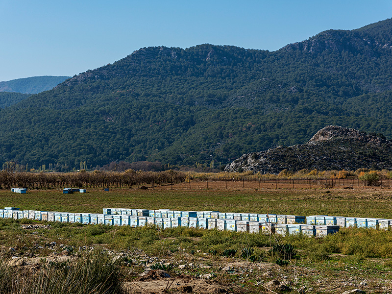Bazı Tarihçiler İlk Biyolojik Silah Olarak Görüyor