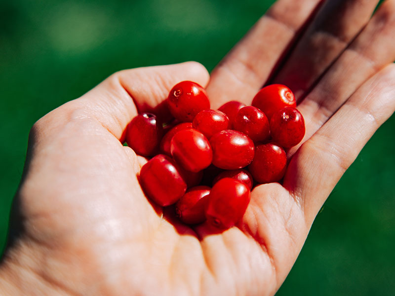 Kızılcığın ekşilik oranı belirleyici bir faktördür