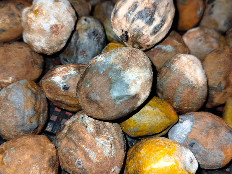 Kuruyemiş ve tohumlar