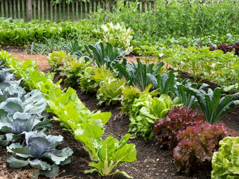 bahçede yetiştirilen sebzeler