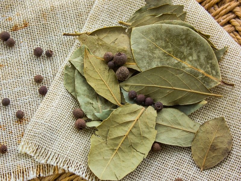 Defne Yaprağı Ve Tuz İle Doğal Kalkan