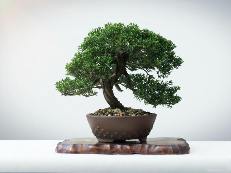 bonsai ağacı