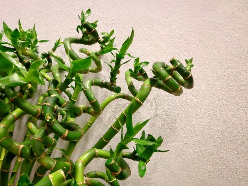 bambu yetiştirme