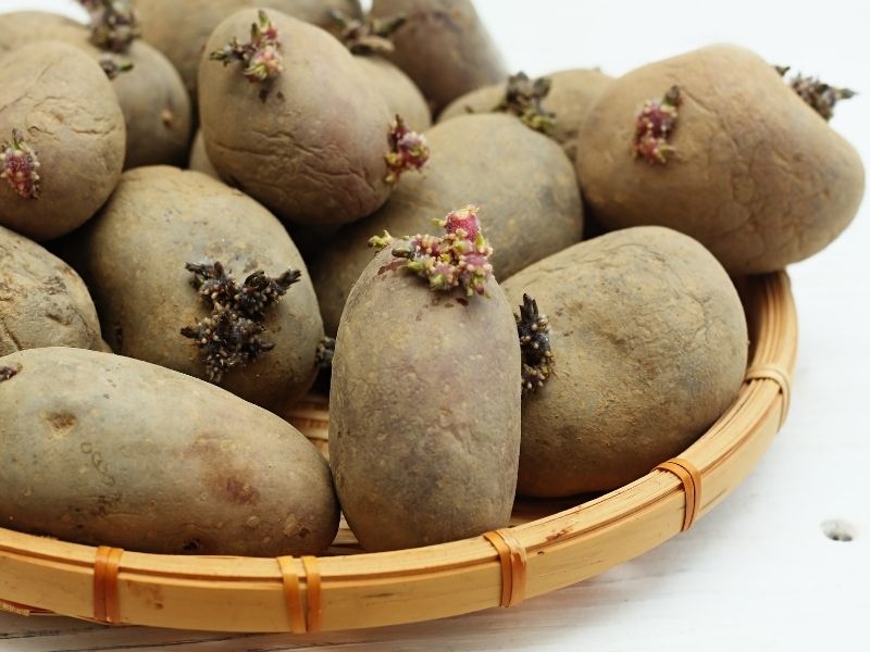 Tomurcuklanan Patates Yenir mi?