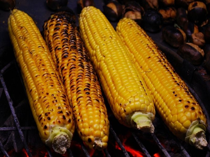 Zeytinyağı Mısırı Korur