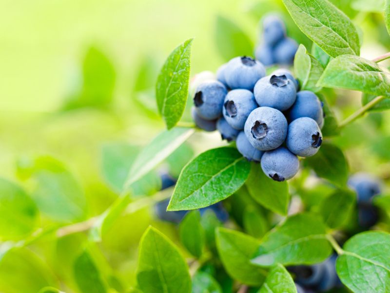 Yaban Mersini Nasıl Yenir?