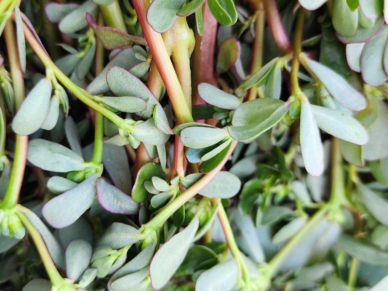 Semizotlarının Temizlik Aşaması