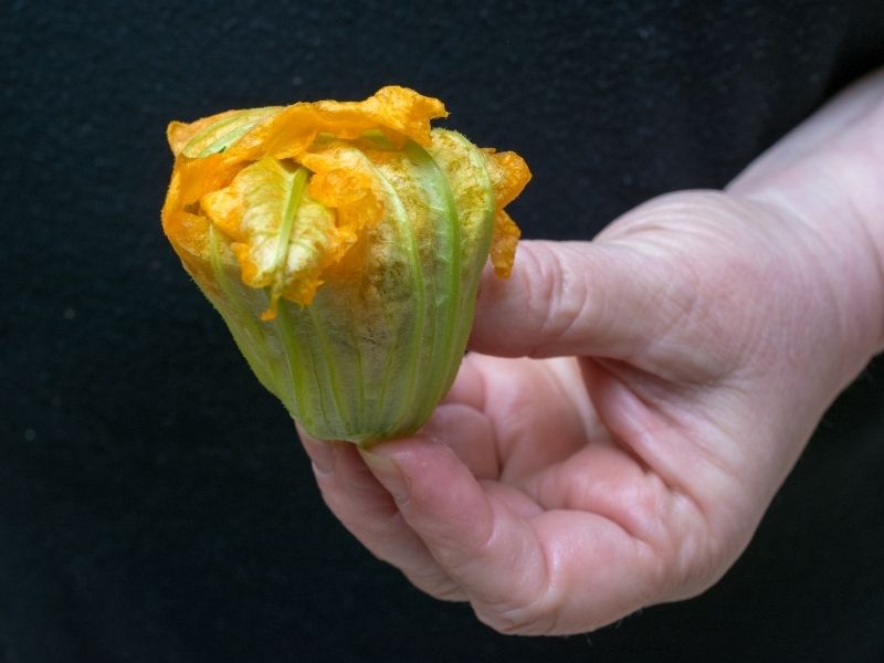 Kabak Çiçeklerinin Hazırlanması Ve İç Doldurma Tekniği