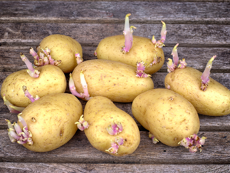 patates