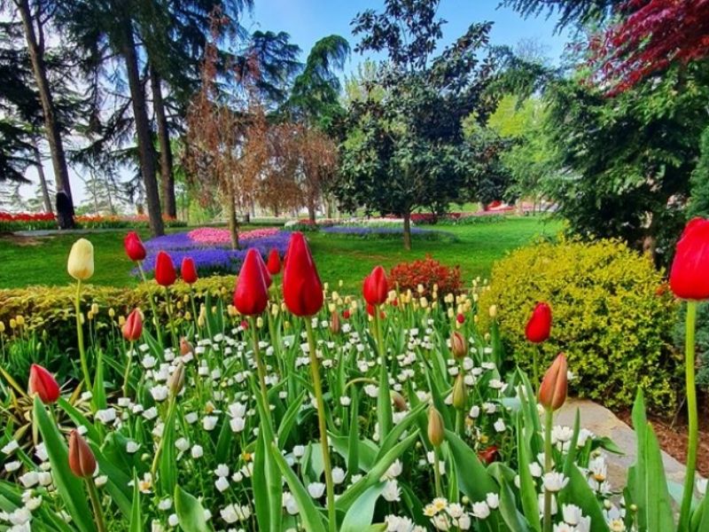 Emirgan korusu