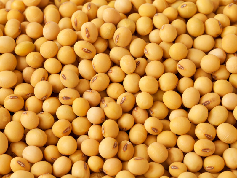 soya fasulyesi