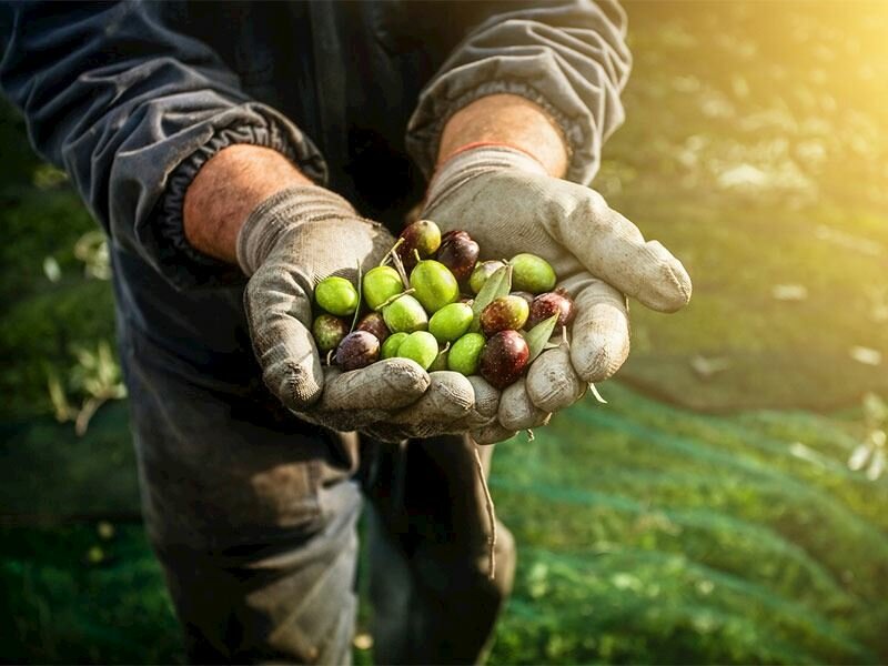 yeşil zeytin