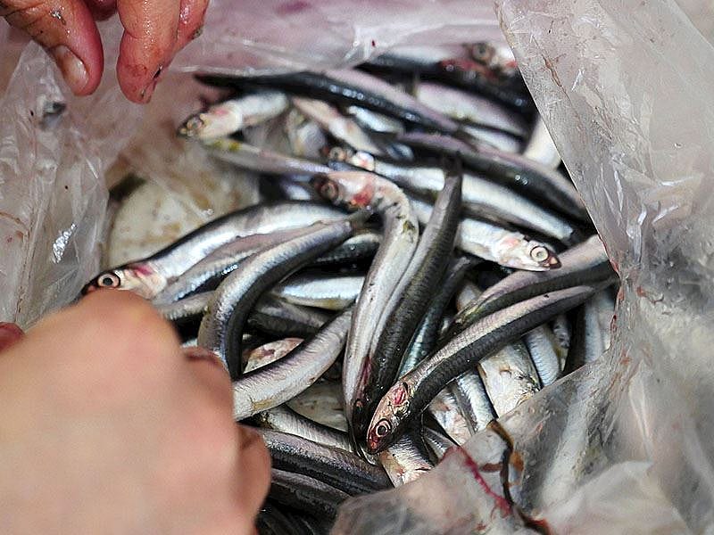 1 Kilo Hamsi Temizlenince Ne Kadar Kalır?