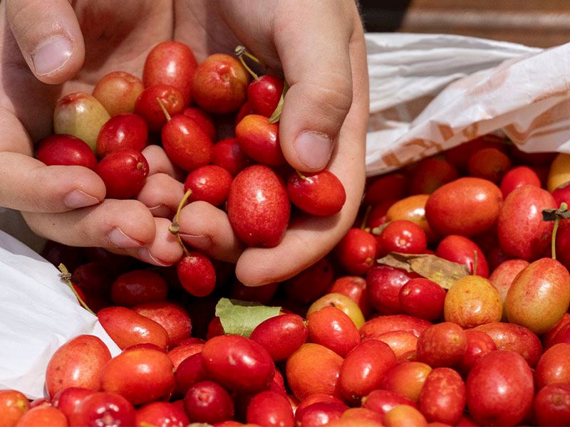 1 Kilo Kızılcığa Ne Kadar Şeker Konur?